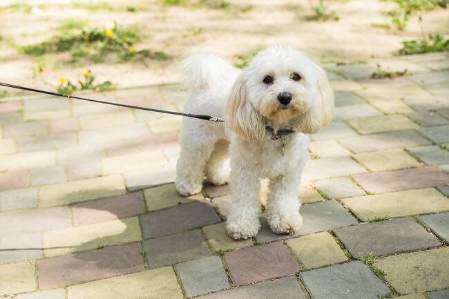 Perro French Poodle paseando por la calle (Foto vía Getty Images)