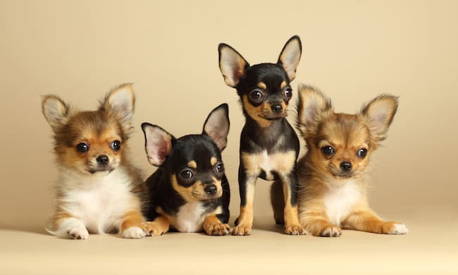 Chihuahuas carrorros (Foto vía Getty Images)