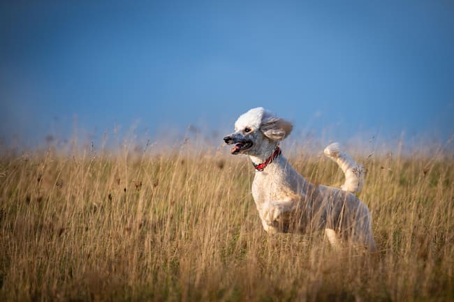 Poodle con un collar rojo corriendo libremente (Getty Images)