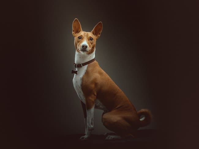 Perro de raza Basenji. (Foto: Getty Images)