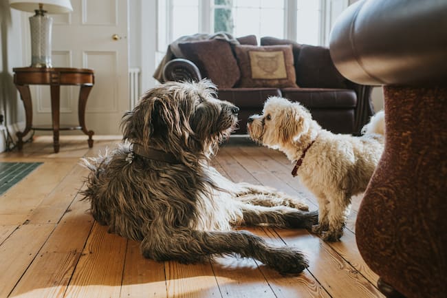 Perros interactuando al interior de una casa (Foto vía Getty Images)