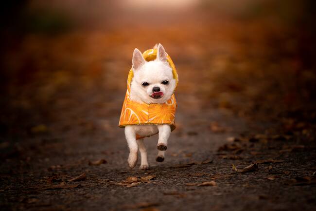 Perro Chihuahua corriendo por el parque (Foto vía Getty Images)
