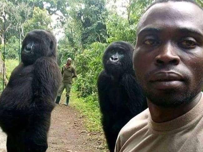 Murió Ndakasi, la &quot;gorila del selfie&quot;, en el parque congoleño de Virunga