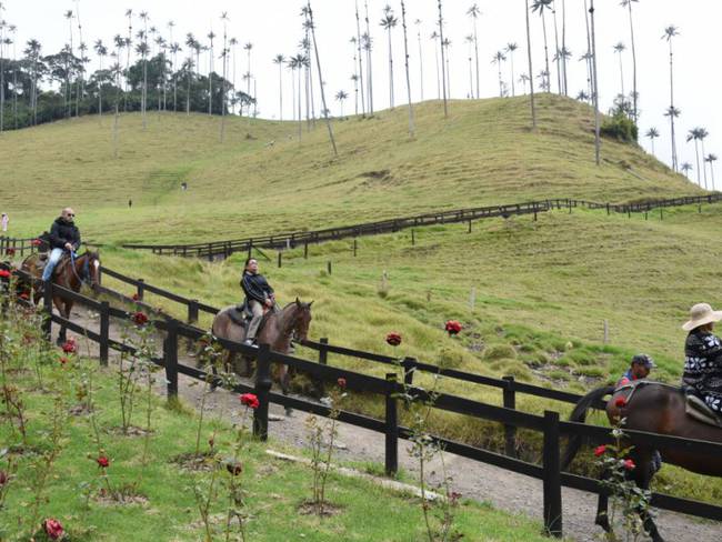 Informe sobre Valle de Cocora, en Salento, Quindío