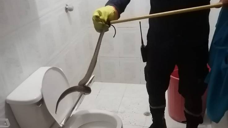 Hallan serpiente venenosa al interior de un inodoro en Sahagún, Córdoba. Foto: cortesía.