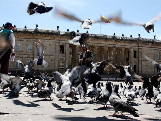 La Alcaldía de Bogotá aseguró que la población de palomas es un problema de plaga en la ciudad.. Foto: Colprensa