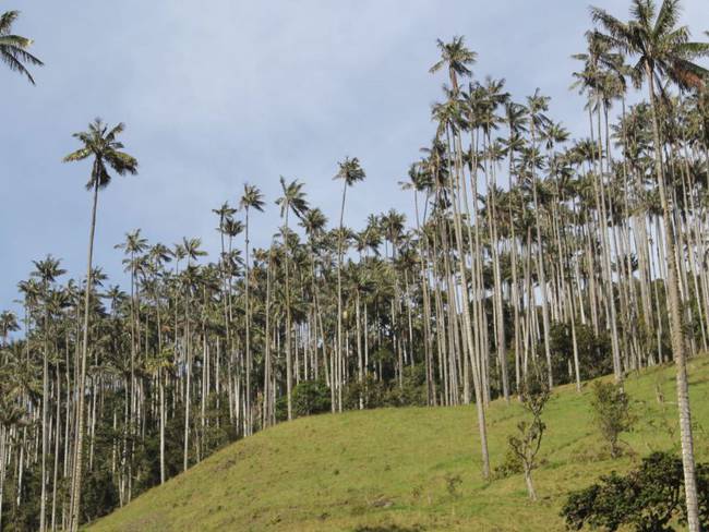 Bosque de Palma de Cera en Tolima/Imagen de referencia