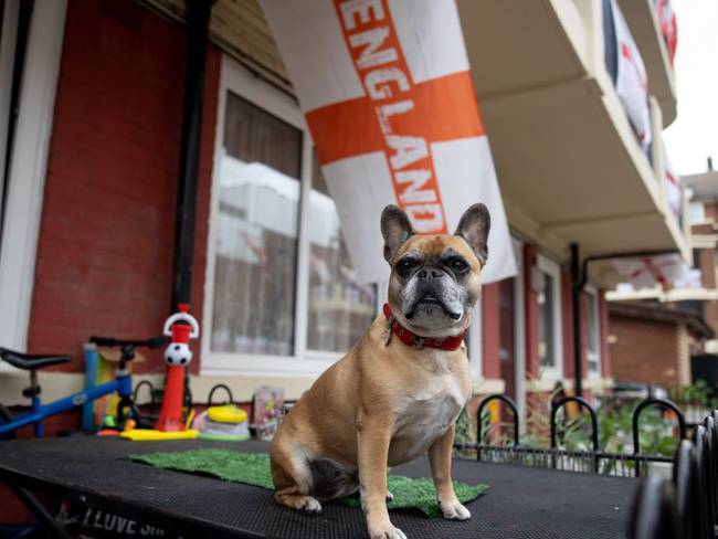 Bulldog francés durante un evento en Inglaterra