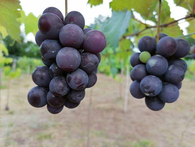 En Villavicencio también cultivan uva isabella
