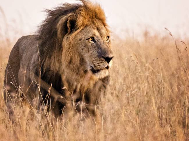 Evolución de los felinos Biólogos reconstruyen la historia evolutiva de los  leones : Biólogos reconstruyen la historia evolutiva de los leones