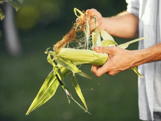 Así es el plan para fortalecer la producción de maíz en Colombia