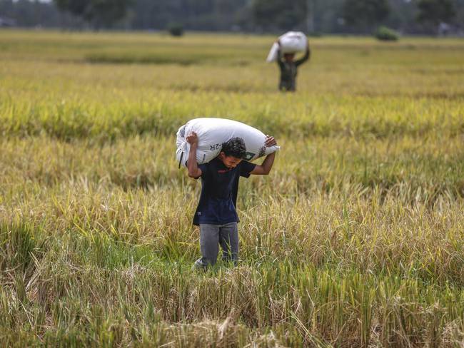 Indrapuri (Indonesia), 10/10/2023.- Agricultores llevan sacos de arroz en un campo en Indrapuri, Aceh, Indonesia, este martes. Según el Ministerio de Agricultura de Indonesia el país tiene previsto aumentar las importaciones de arroz en un 1,5 millones de toneladas para finales de 2023 para aumentar las reservas de arroz. EFE/HOTLI SIMANJUNTAK