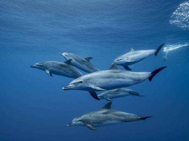 Delfines cerca a costa de Bahía Solano terminaron heridos por pesca ilegal