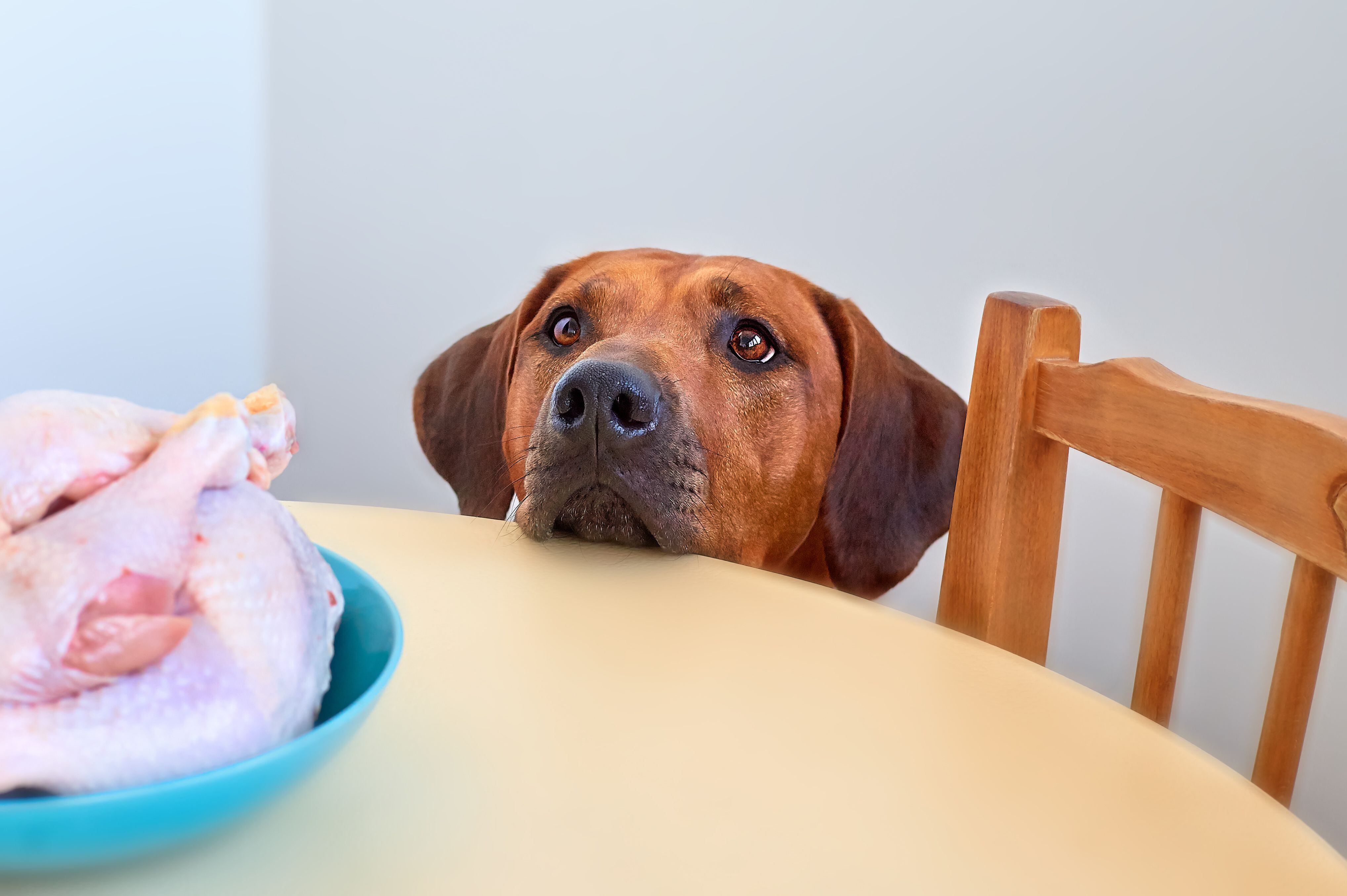 puede mi cachorro de 12 semanas comer pollo