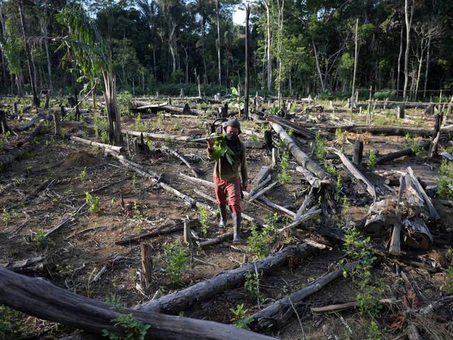 Alarmante deforestación en el Amazonas parece no tener reversa