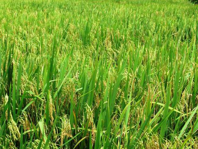 Imagen de referencia cultivos de arroz