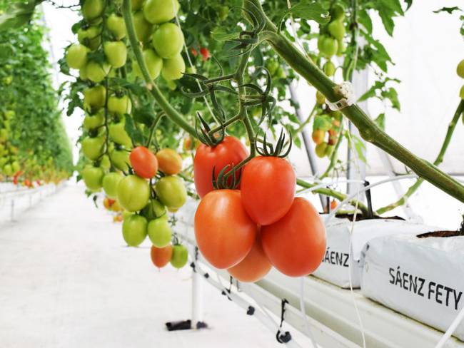 Tomates cultivados en contenedor