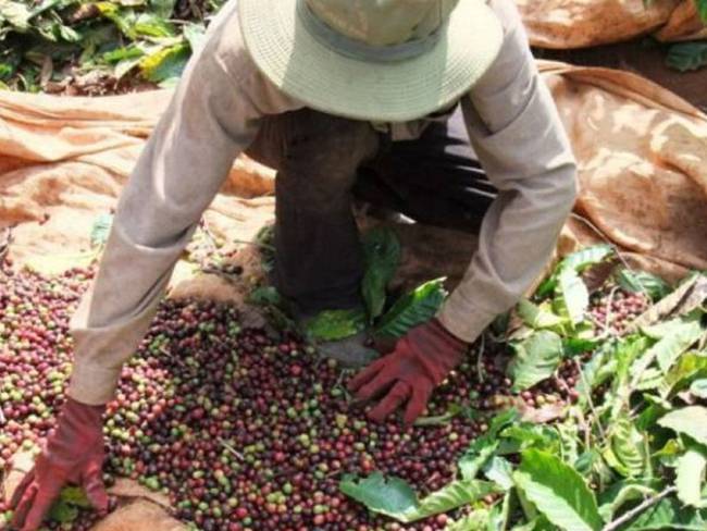 Migrantes deberán regularizarse para recoger cosecha cafetera