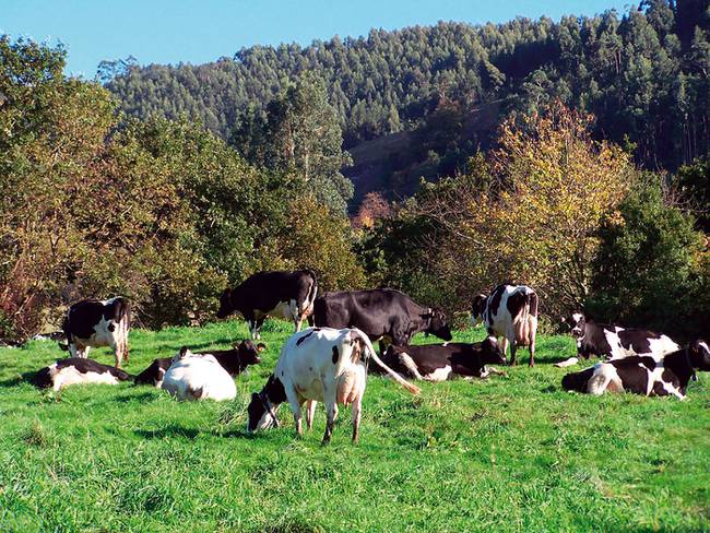 Sistemas silvopastoriles para una ganadería más sustentable, plantean desde la UNAL